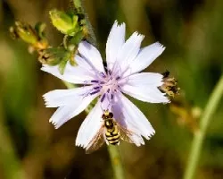 Chrysotoxum intermedium