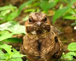 Nyctidromus albicollis