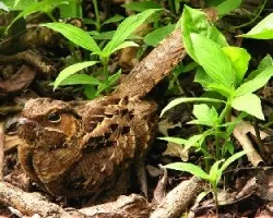 Nyctidromus albicollis