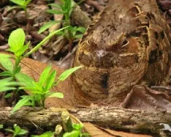 Nyctidromus albicollis
