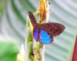 Mariposa inbio