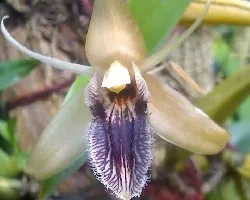 Orquidea