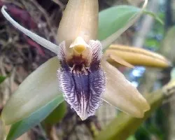 Orquidea