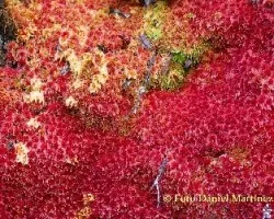 Comunidad de plantas del páramo sub-alpino