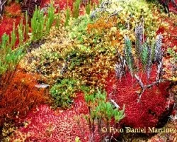 Comunidad de plantas del páramo sub-alpino