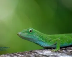 Anolis biporcatus