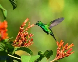 Chlorostilbon assimilis