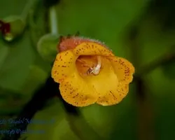 Solenophora calycosa 