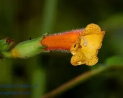 Solenophora calycosa