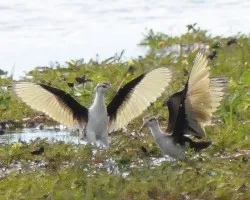 Jacana spinosa