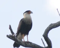Caracara cheriway