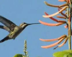 Heliomaster constantii