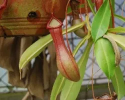 Nepenthes alata