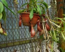 Nepenthes alata