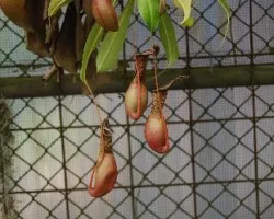 Nepenthes alata