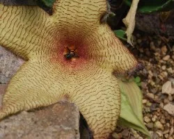 Stapelia gigantea
