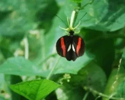 Heliconius erato phyllis
