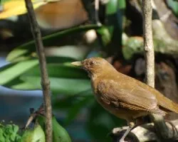 Turdus grayi