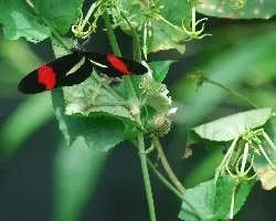 Heliconius erato phyllis