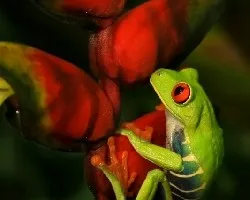 Rana ojos rojos