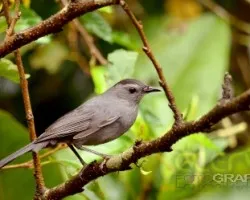 Dutumela carolinensis 