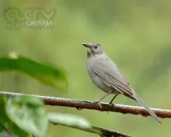 Dumetella carolinensis