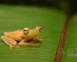 Hypsiboas rufitelus