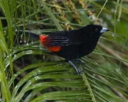 Ramphocelus passerinii