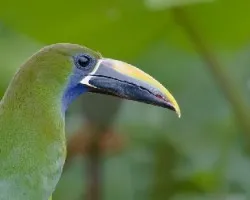 Aulacorhynchus prasinus