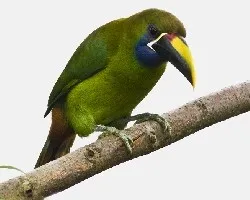 Aulacorhynchus prasinus