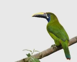 Aulacorhynchus prasinus