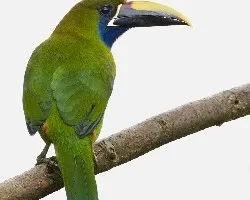 Aulacorhynchus prasinus