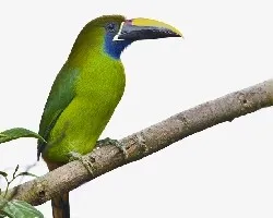 Aulacorhynchus prasinus