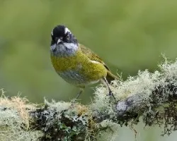 Chlorospingus pileatus