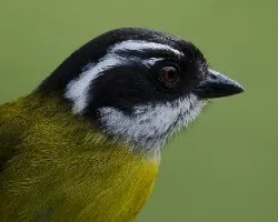 Chlorospingus pileatus