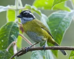 Chlorospingus pileatus