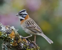 Zonotrichia capensis