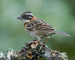 Zonotrichia capensis