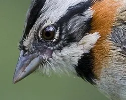 Zonotrichia capensis