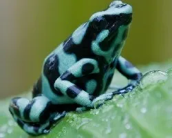 Dendrobates auratus