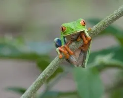 Agalychnis callidryas