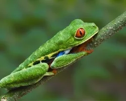 Agalychnis callidryas