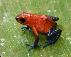 Oophaga pumilio