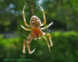 Larinoides sclopetarius