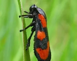 Cercopis vulnerata
