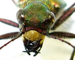 Cicindela campestris