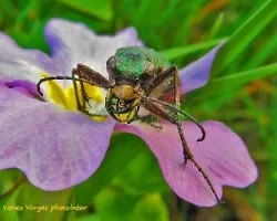 Cicindela campestris