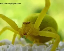 Misumena vatia