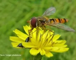 Episyrphus balteatus