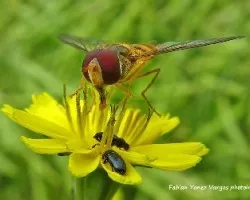 Episyrphus balteatus
